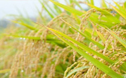 Agricultural Seed Traceability Solution